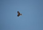 Zwarte wouw (oostelijk) (black-eared kite) Milvus migrans lineatus  - Ogii Nuur 14-08-2016 (7)